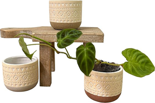 Admired By Nature Set of 3 Modern 3" Ceramic Flower Plant Planters, Ceramic Pot Planter Indoor Ceramic, Houseplant Cactus Ceramic Pot, Decorative Planter for Indoor Succulent Plant Home Décor, Tan