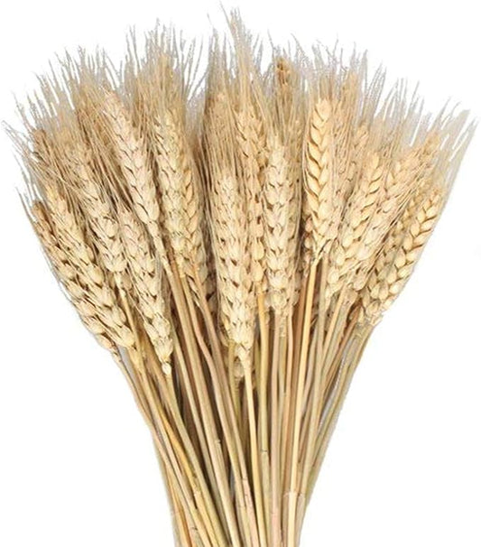 100 Pcs Dried Wheat Sheaves Bundle Golden Natural Wheat Bouquet Bunch Dried Flowers Arrangement for Fall Farmhouse DIY Design Home Table Wedding Party Centerpieces Decor (16")