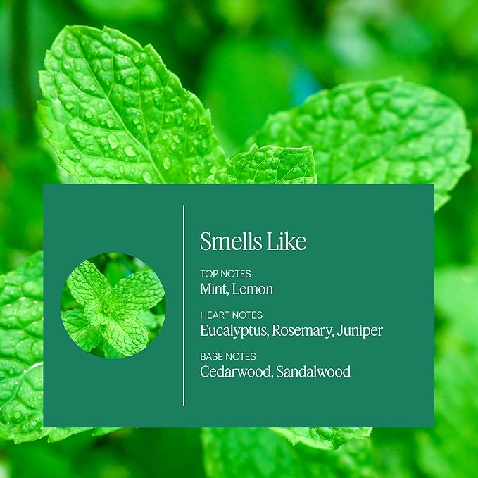 AERA Home Hygiene Mint and Eucalyptus - Essential Oil for Home - Relaxing Fragrance - Notes of Spearmint, Eucalyptus and Orange Peel Essential Oils - Scent Refill - Works with The Diffuser