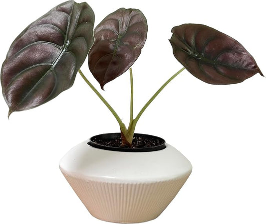 Admired by Nature 7.5" Ceramic Flower Plant Pots Indoor Ceramic, Decorative Planter for Indoor Plant Succulent Home Décor, White