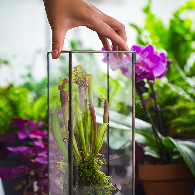 NCYP Closed Glass Terrarium with Door - 3.9x3.9x11.8 Inches Rectangular Tall Planter Box for Fern, Succulent Plants, Home Garden Tabletop Decor, Handmade (Terrarium Only)