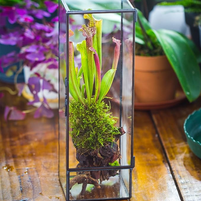 NCYP Closed Glass Terrarium with Door - 3.9x3.9x11.8 Inches Rectangular Tall Planter Box for Fern, Succulent Plants, Home Garden Tabletop Decor, Handmade (Terrarium Only)