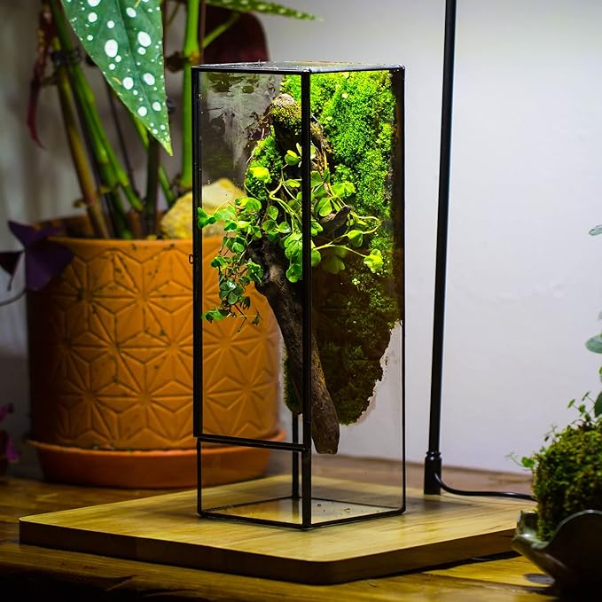 NCYP Closed Glass Terrarium with Door - 3.9x3.9x11.8 Inches Rectangular Tall Planter Box for Fern, Succulent Plants, Home Garden Tabletop Decor, Handmade (Terrarium Only)