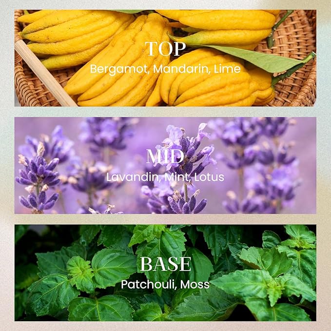 M&SENSE 10.14 oz Large Reed Diffuser | Lime Basil Scent Oil Diffuser with Sticks |Long Lasting Non-Toxic Essential Oil |Reed Diffuser for Bathroom Shelf Decor