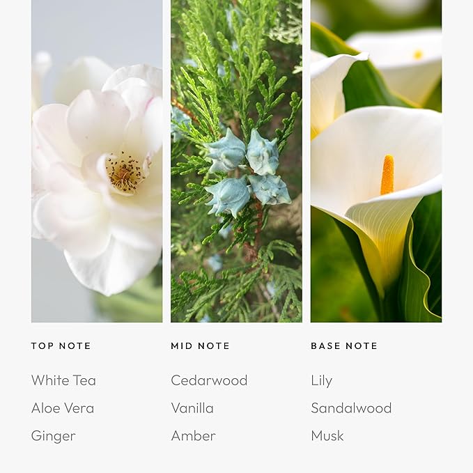 Aroma360 Dream On Fragrance Oil Blend - 500ML - Scented Aromatherapy Diffuser Oil with Serene White Tea, Healing Aloe Vera, and Warm Earthy Cedar