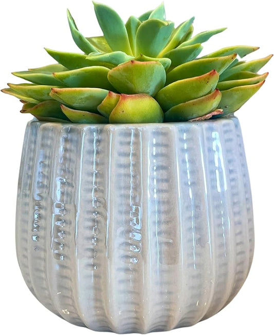Admired by Nature 4" Ceramic Flower Planter Houseplant Ceramic Pot, Decorative Planter for Indoor Plant Succulent Plant Home Décor, Lightweight, Grey, Gray
