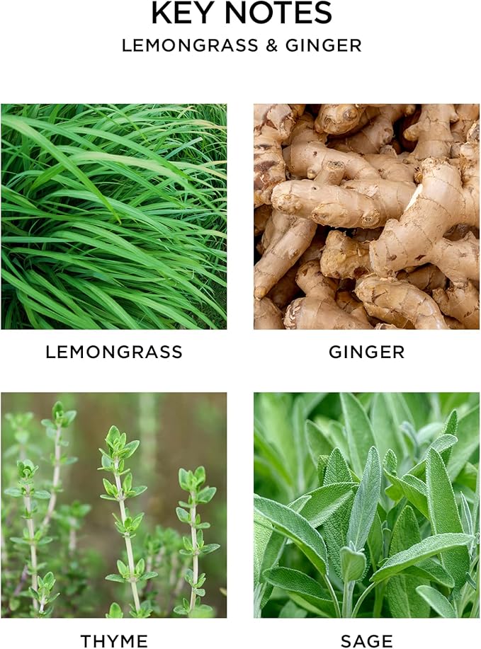 NEST New York Reed Diffuser, Lemongrass & Ginger - 5.9 fl oz - Fragrance for Up to 90 Days - Reusable, Refillable Glass Holder - Includes 8 All-Natural Reed Sticks - Flame Free