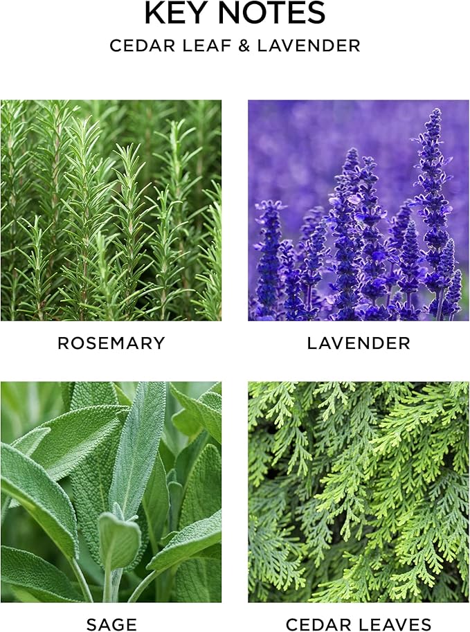 NEST New York Reed Diffuser, Cedar Leaf & Lavender - 5.9 fl oz - Fragrance for Up to 90 Days - Reusable, Refillable Glass Holder - Includes 8 All-Natural Reed Sticks - Flame Free