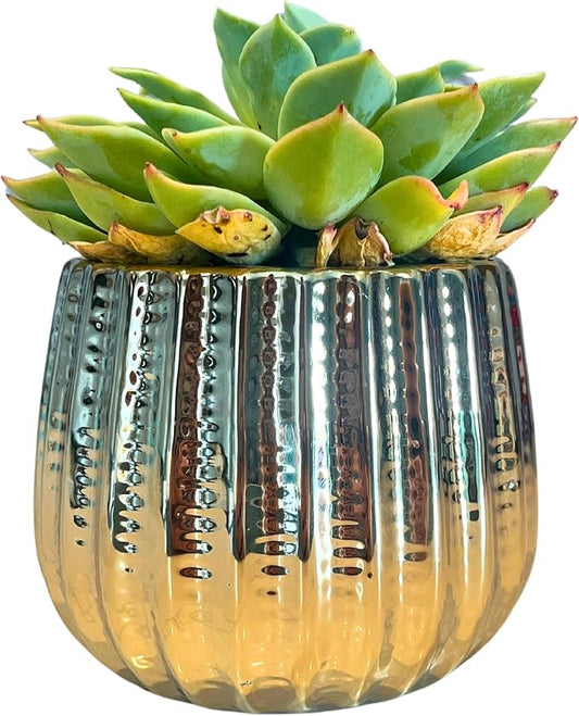 Admired By Nature 4" Ceramic Flower Planter, Ceramic Pot Planter, Indoor Ceramic Bowl, Houseplant Ceramic Pot, Decorative Planter for Indoor Plant Succulent Plant Home Décor, Lightweight, YLW Gold