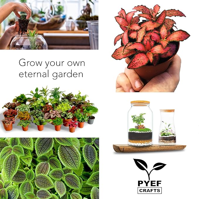 DIY Terrarium Kit for Adults – Build Your Own Self‑Sustaining Closed Ecosystem – 34 fl oz (1‑Liter) Glass Terrarium – Succulents, Air Plants, Fittonia, Fern – Plants Not Included