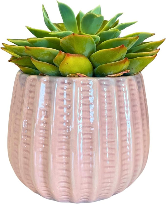 Admired by Nature 4" Ceramic Flower Planter, Ceramic Pot Planter, Indoor Ceramic Bowl, Houseplant Ceramic Pot, Decorative Planter for Indoor Plant Succulent Plant Home Décor, Lightweight, Light Pink