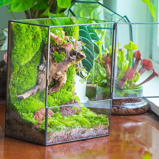NCYP Close Glass Terrarium with Door - 7.8 x 5.1 x 9.8 Inches Geometric Landscape Clear Planter for Succulent Plants - Indoor Tabletop Centerpiece, Garden Decor (Terrarium Only)
