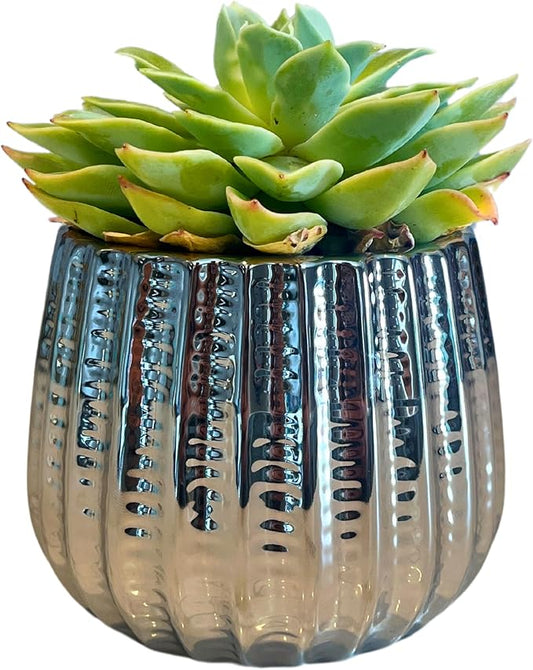 Admired by Nature 4" Ceramic Flower Planter, Ceramic Pot Planter, Indoor Ceramic Bowl, Houseplant Ceramic Pot, Decorative Planter for Indoor Plant Succulent Plant Home Décor, Lightweight, Chrome