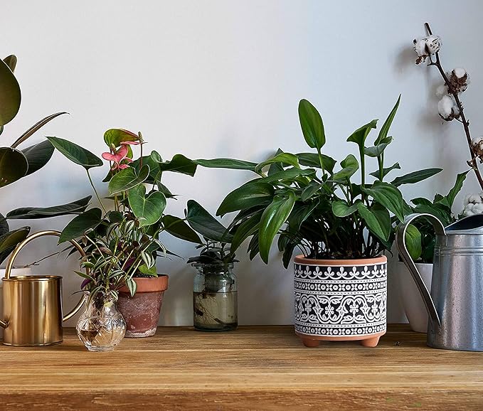 D'vine Dev Set of 2 Terracotta Planter Pots, 4 Inch & 6 Inch, Design Plants Pot with Drainage Hole, Midnight Lace, Terracotta/Black, 31-953-F-2
