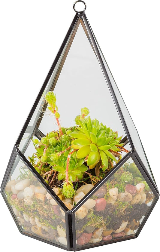D'Eco Glass Geometric Plant Terrarium (5.7x5.7x7)- Tabletop & Hanging Teardrop Terrarium - Succulents, Air Plants, Moss- Summer Home, Garden, Wedding & Office Botanical Decor- Gift for Plant Lovers